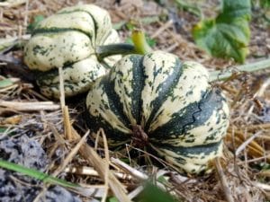 potager bio permaculture sans gluten