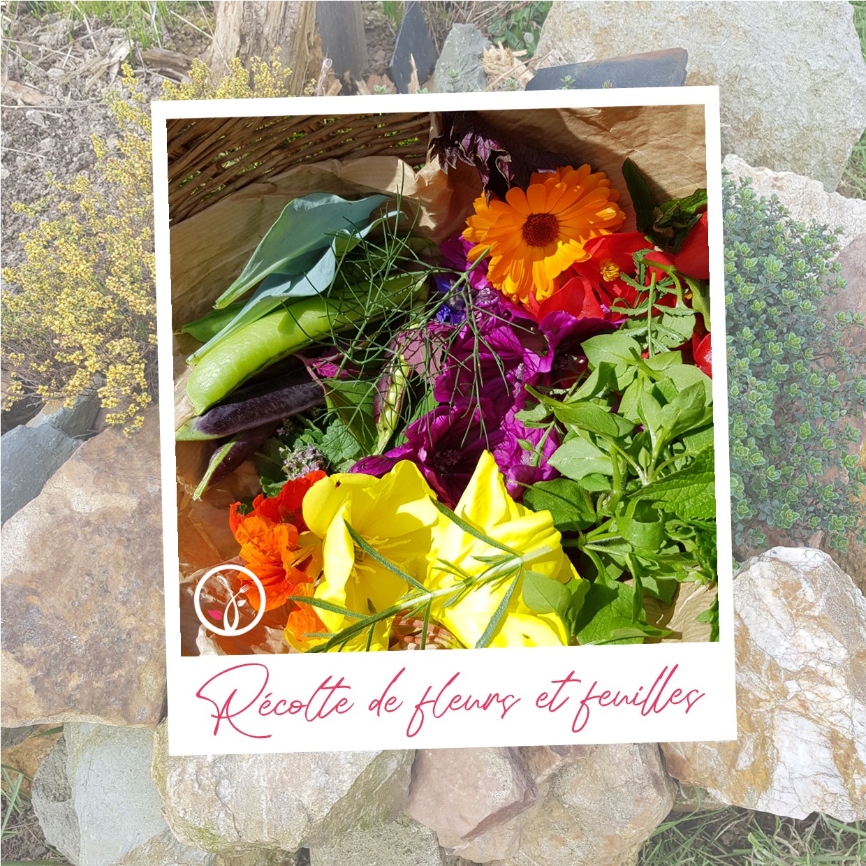 Atelier de cuisine au potager récolte de plantes aromatiques et fleurs comestibles